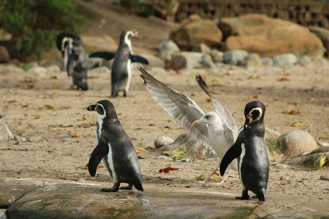 浜辺にいるペンギンとカモメ