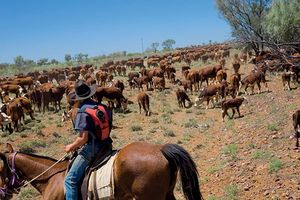オーストラリア北東部、クイーンズランド州中部の牧場。東京都の3倍以上の広さを持つ牧場も多く、飼っている牛の数も数千頭レベルです