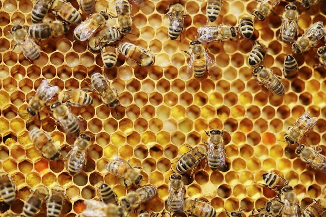 巣に群がるミツバチ