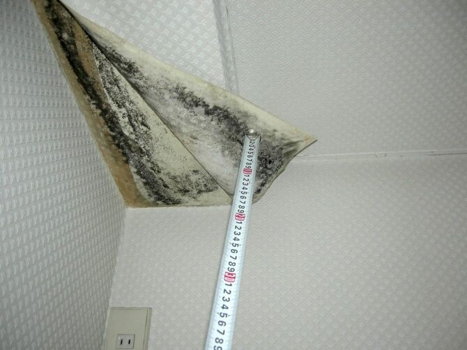 結露や強い湿気で、壁紙の裏と壁面がカビで覆われてしまうこともある。