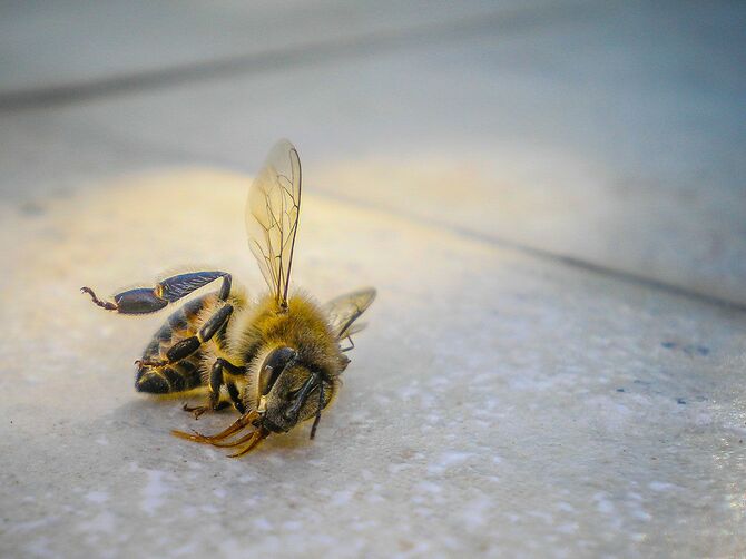 ミツバチの死骸