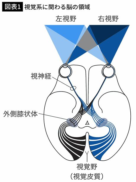 【図表1】視覚系に関わる脳の領域