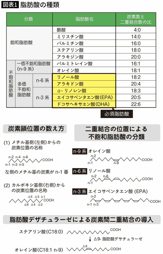 【図表】脂肪酸の種類