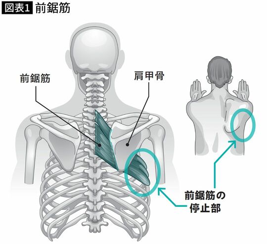 【図表】前鋸筋