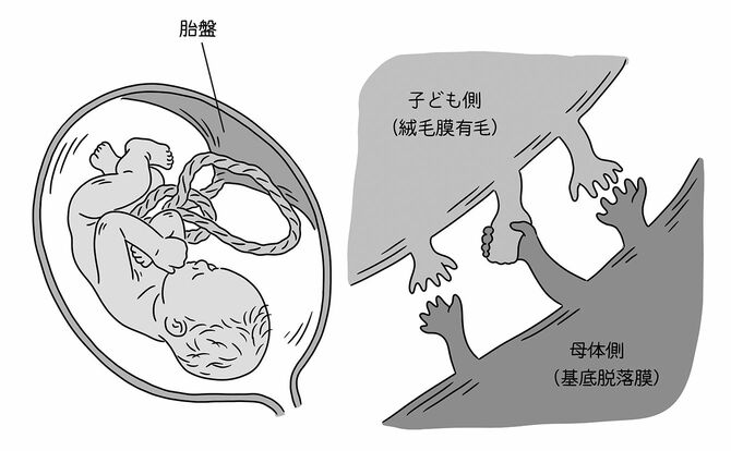 胎盤 