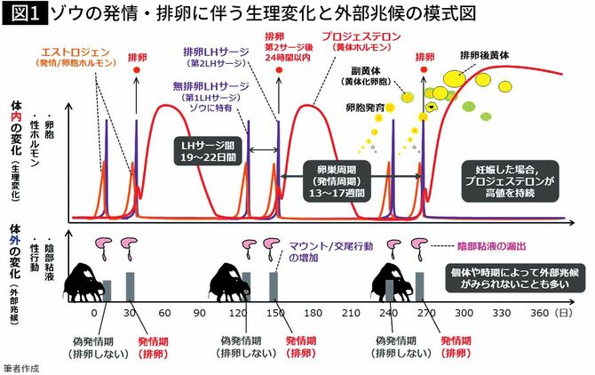 【図1】ゾウの発情・排卵に伴う生理変化と外部兆候の模式図