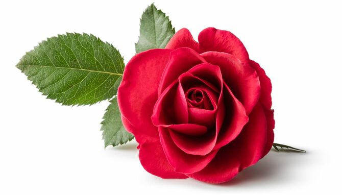 一輪の赤いバラ