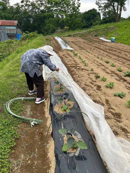 等間隔に植えられたナス。午前中は畑仕事を楽しむ