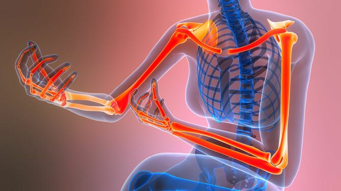 ヒト骨格系上肢骨関節解剖学