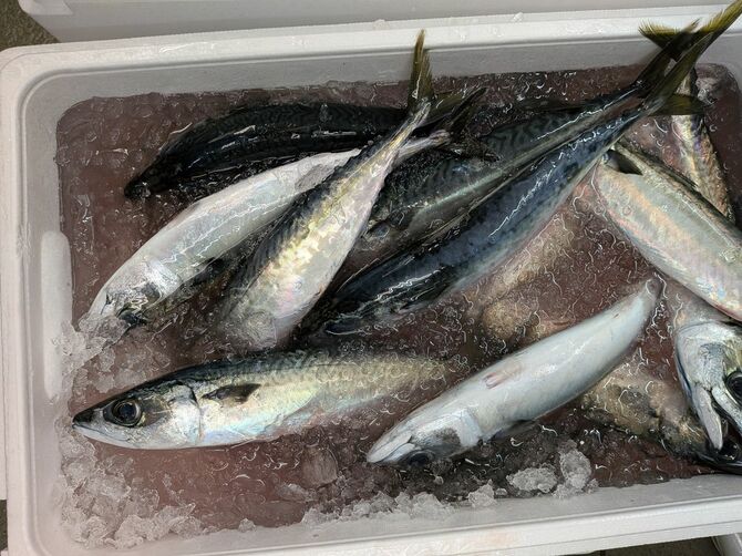 かつては「夏はゴマサバ、冬はマサバ」だったが、近年は旬がなくなってしまったと上田さん