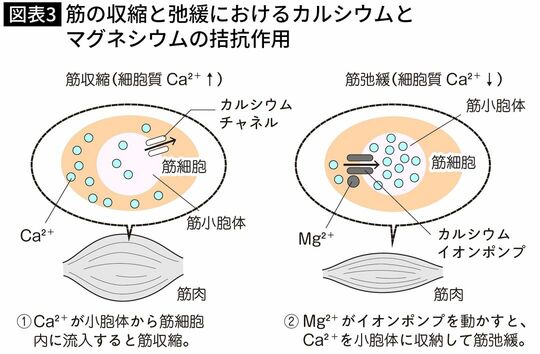 【図表】神経伝達におけるマグネシウムとカルシウムの拮抗作用