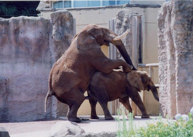 アフリカゾウ（オスのタマオとメスのアイ）の交尾（2000年8月1日、多摩動物公園にて）