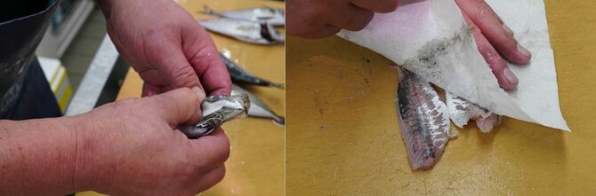 写真左＝アジを手早くさばきたいときは下あごの付け根あたりを親指と人差し指でつかんで引く。エラと内臓を一緒に処理できる／写真右＝皮を引いたらすぐにキッチンペーパーを押し当てる。余計な水分と一緒に汚れや臭みを除去できる