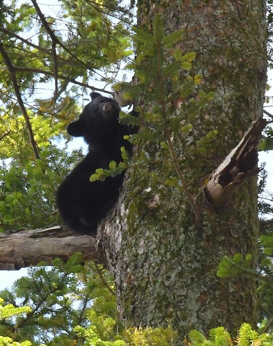 木の上に登ったクマ＝2023年10月13日午前11時34分、秋田県仙北市角館