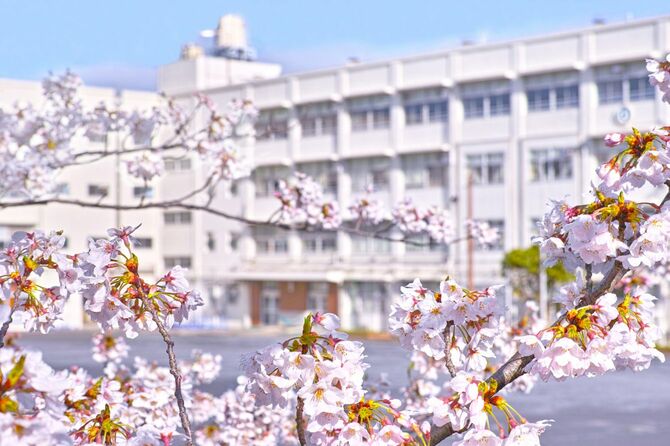 満開の桜と校舎