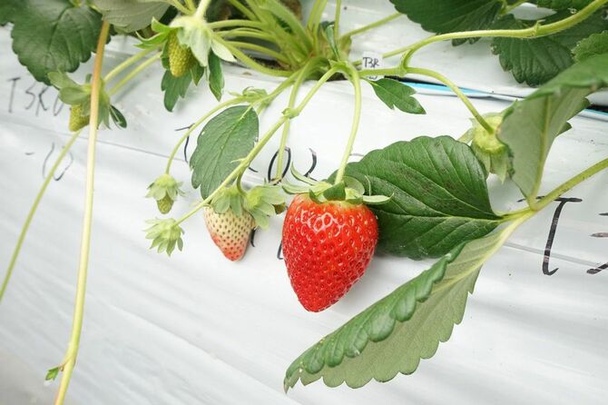 マレーシア｢渋いイチゴ｣に衝撃…