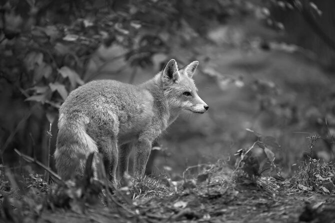 赤狐 (ホンドギツネ キツネ属)