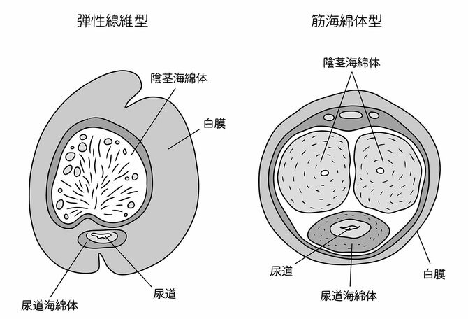 出典＝『クジラの歌を聴け』、イラスト＝芦野公平