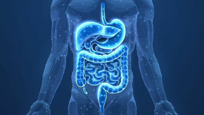 ヒトの消化器官