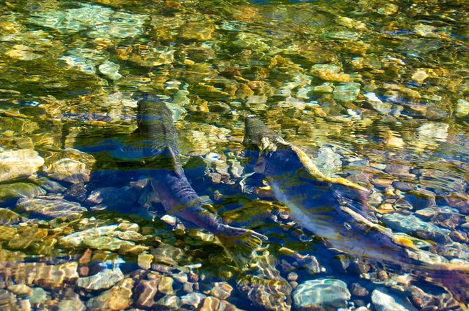 北海道ウトロ町を遡上するサケ