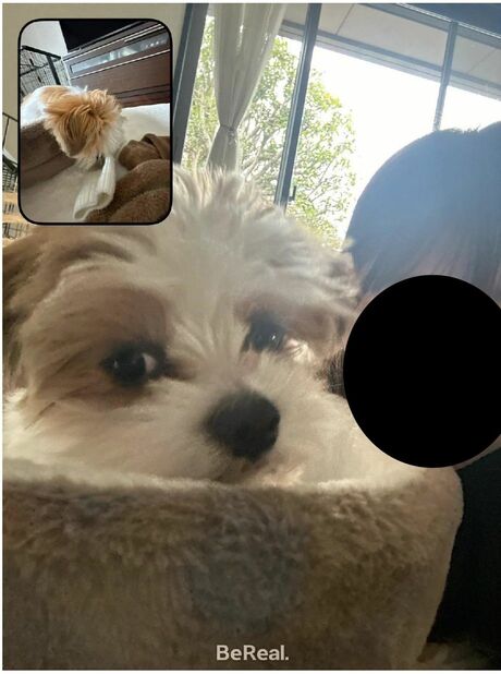 「家族＆愛犬への愛アピ」の写真