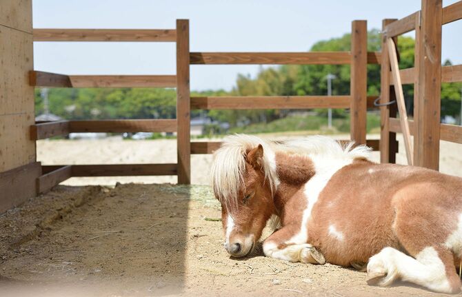 クリニックの庭でくつろぐミニチュアホース