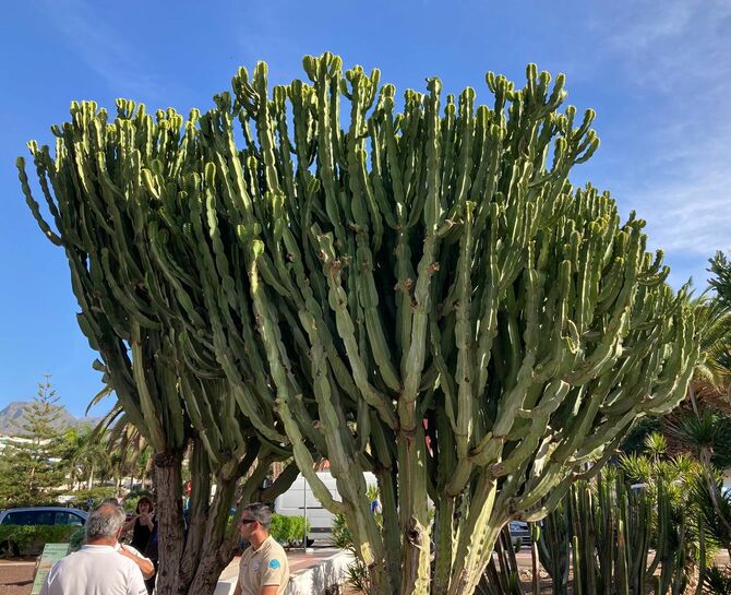 巨大なサボテン