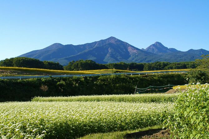 蕎麦の花と八ヶ岳の風景、9月