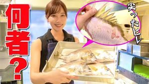 YouTubeチャンネル『魚屋の森さん』では、魚の調理方法などを紹介する動画を公開している