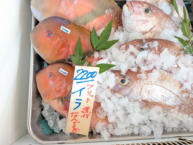 名前も見た目も無骨な魚、イラ。でも、その白身は生でも加熱しても一級品です。