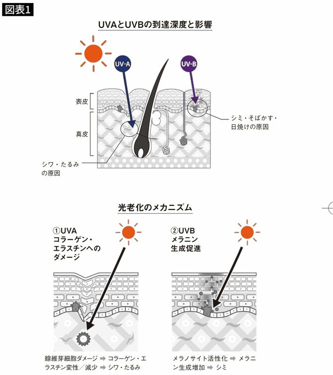 紫外線が肌に与える影響。上図：紫外線UV-Aはシワ・たるみ、UV-Bはシミ・そばかす・日焼けの原因になる。下図：UVAはコラーゲン、エスチゲンへダメージを与え、UV-Bはメラニン生成を促進する
