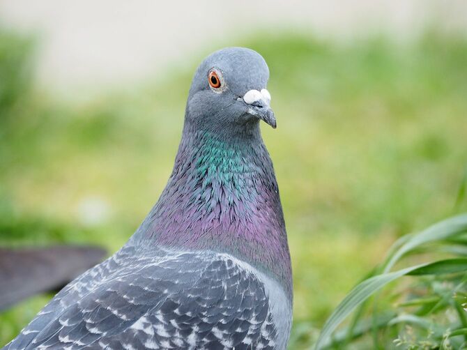鳩