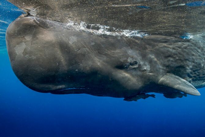 そのままでは腐敗しながら海洋を漂い続ける…マッコウクジラの｢よど