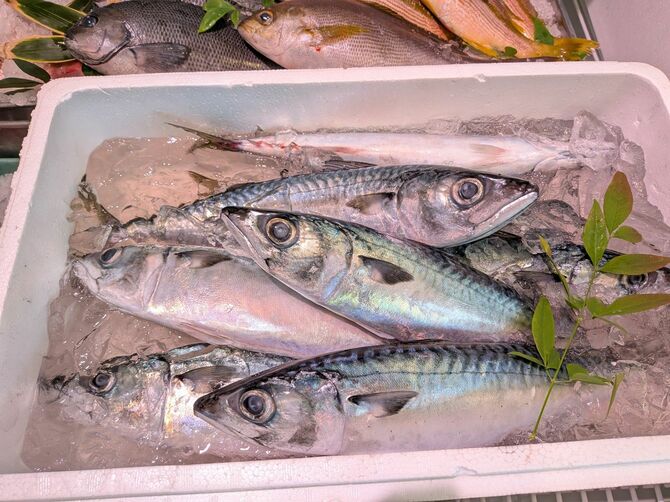 旬を迎えているマサバ。脂ののりだけでなく、肉の深い旨みを味わえます