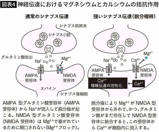 【図表】神経伝達におけるマグネシウムとカルシウムの拮抗作用