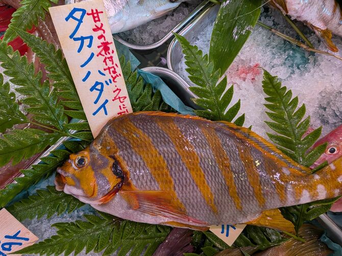 岩場に棲む雑食性の魚であるタカノハダイ