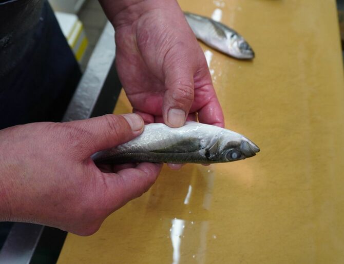 このように目が白くなっていても、腹を押して柔らかくなっていなかったら鮮度は問題ない