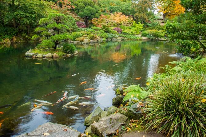 秋の日本庭園の風景