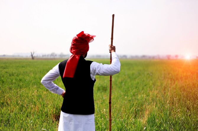 伝統的なインドの服とターバンを着て小麦畑に立っているインドの農家の背面図