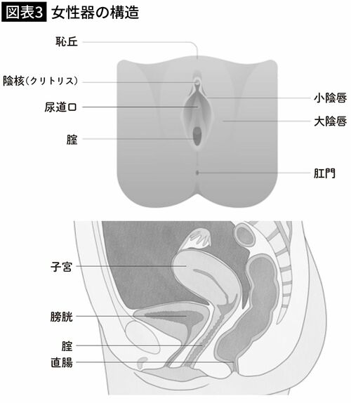 【図表3】女性器の構造