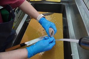 ムギイカの骨を抜いています。小さいものは骨を抜かなくても加熱すれば丸ごと食べられます