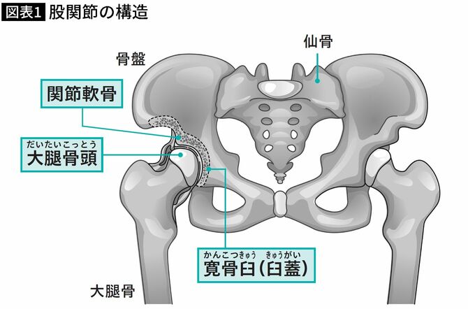【図表】股関節の構造