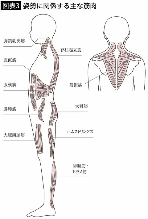 【図表3】姿勢に関係する主な筋肉