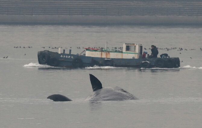 淀川河口付近に迷い込み、死んだことが確認されたマッコウクジラ＝2023年1月13日、大阪市内