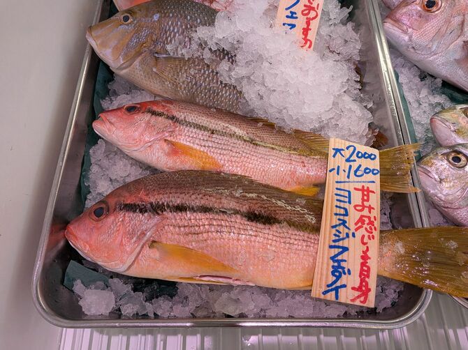 沖縄や鹿児島の漁場で多く獲れるヨコスジフエダイ