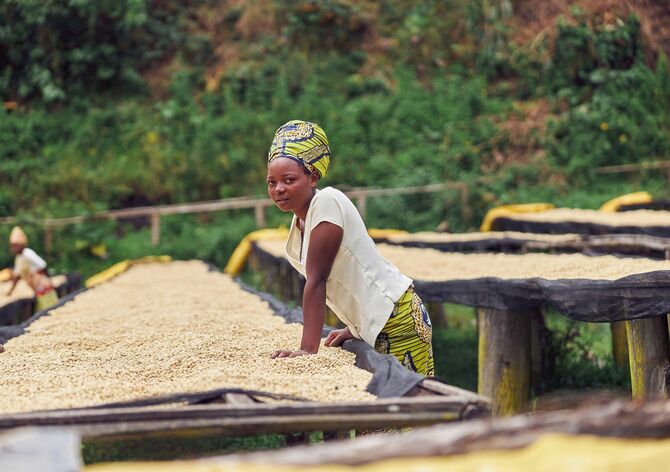 水洗いしたコーヒー豆を乾燥させる工程を行っている女性