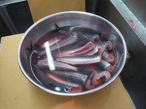 さばいたイワシは真水に浸して血抜きする。何度か水を変えて、血で濁らなくなったら下処理完了