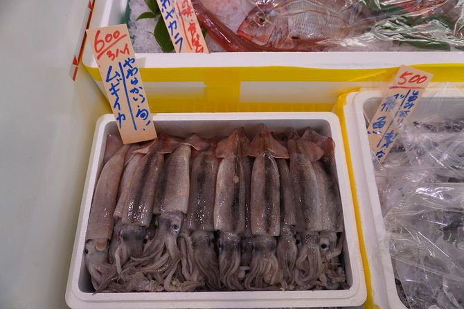 初夏の訪れを告げてくれるムギイカ。スルメイカの若くて柔らかい個体