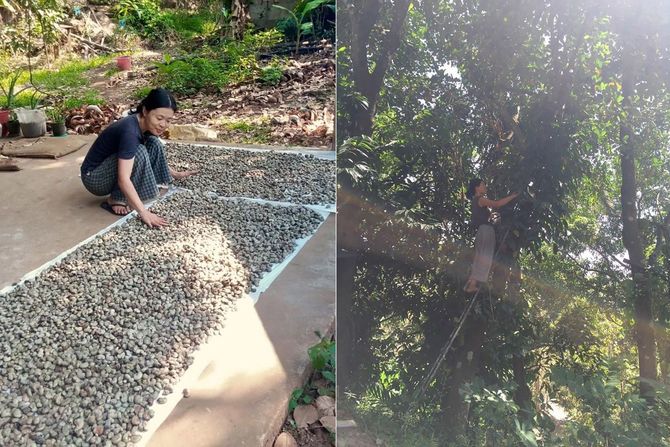 写真左＝収穫したカシューナッツ／写真右＝コショウを栽培するサトコさん