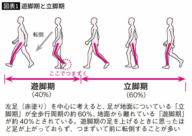 遊脚期と立脚期